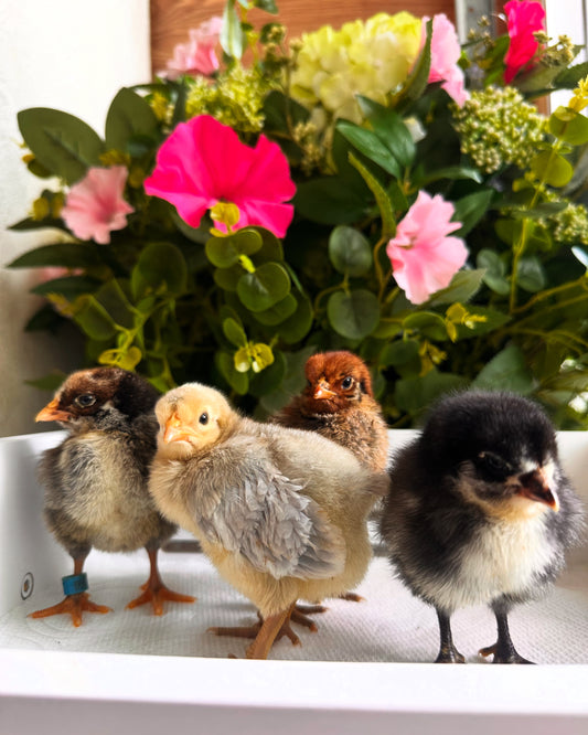 Rare Pullet Pre-Order