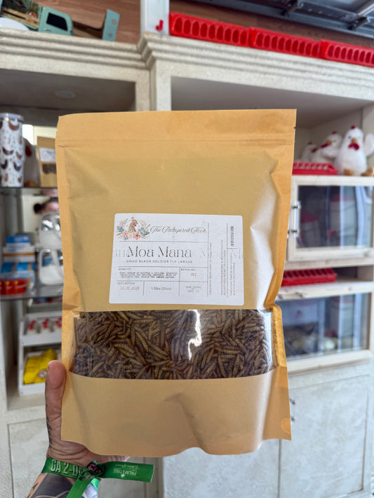 Moa Mana- Dried Black Soldier Fly Larvae